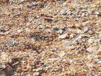 Песчано-ракушечный пляж ст. Благовещенская